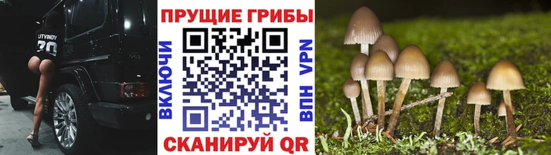 Псилоцибиновые грибы мицелий  купить   Вязники 
